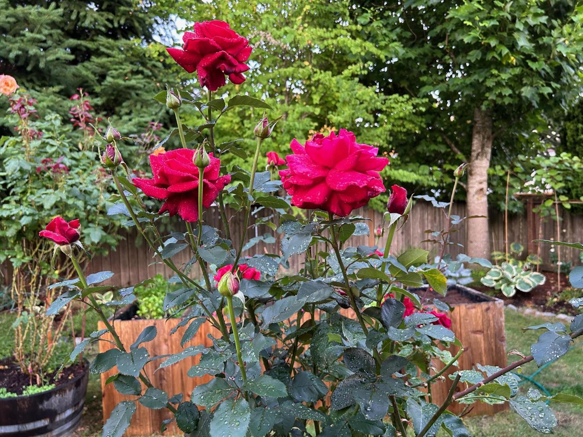 North Nanaimo Gem - Garden-View Room With Private Ensuite Zewnętrze zdjęcie
